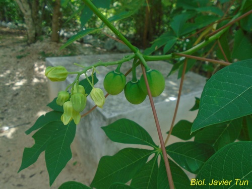 Manihot aesculifolia — photo