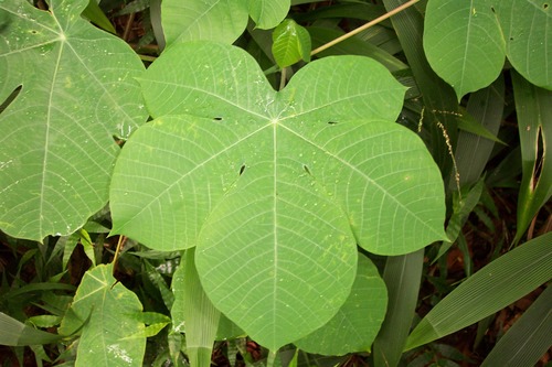 Manihot carthaginensis