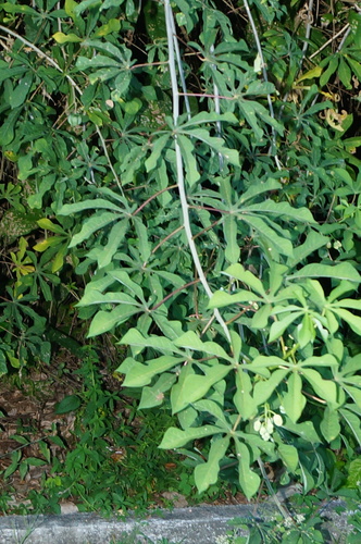 Manihot chlorosticta — photo