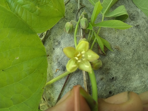 Manihot chlorosticta — photo