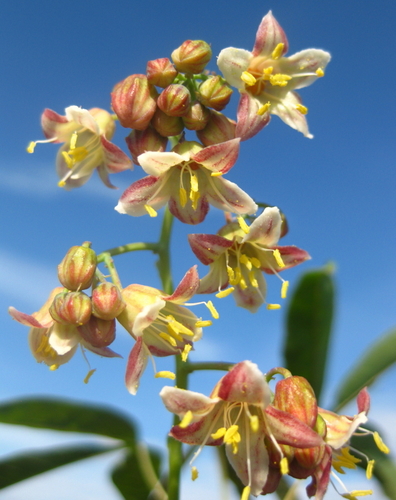 Manihot esculenta x glaziovii (Chimoio) — photo