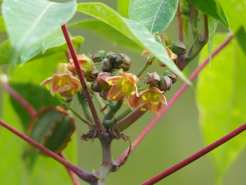 Manihot esculenta x glaziovii