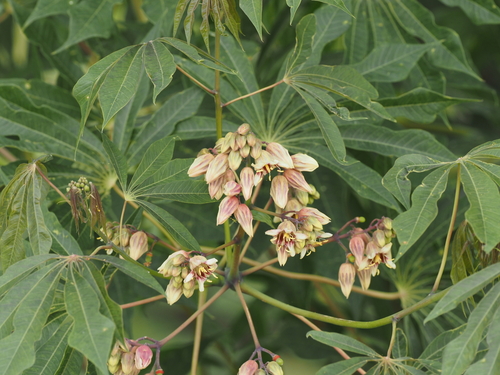 Manihot grahamii (Graham cassava) — photo