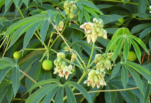 Manihot grahamii (Graham cassava) — photo