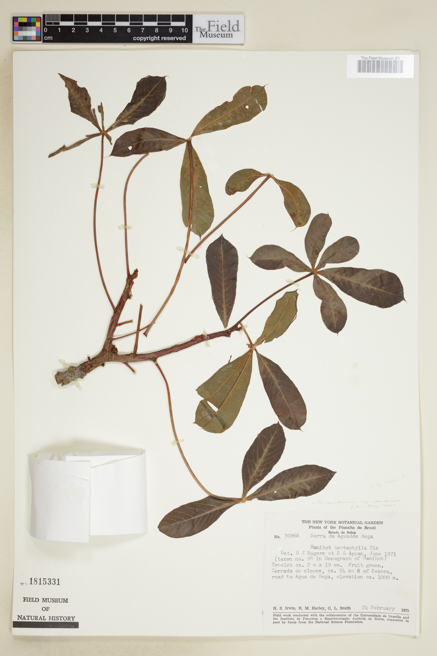 Manihot heptaphylla