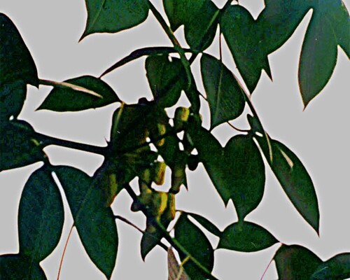 Manihot leptophylla
