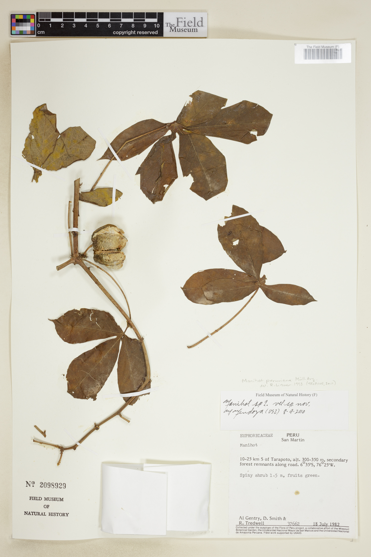 Manihot peruviana — photo