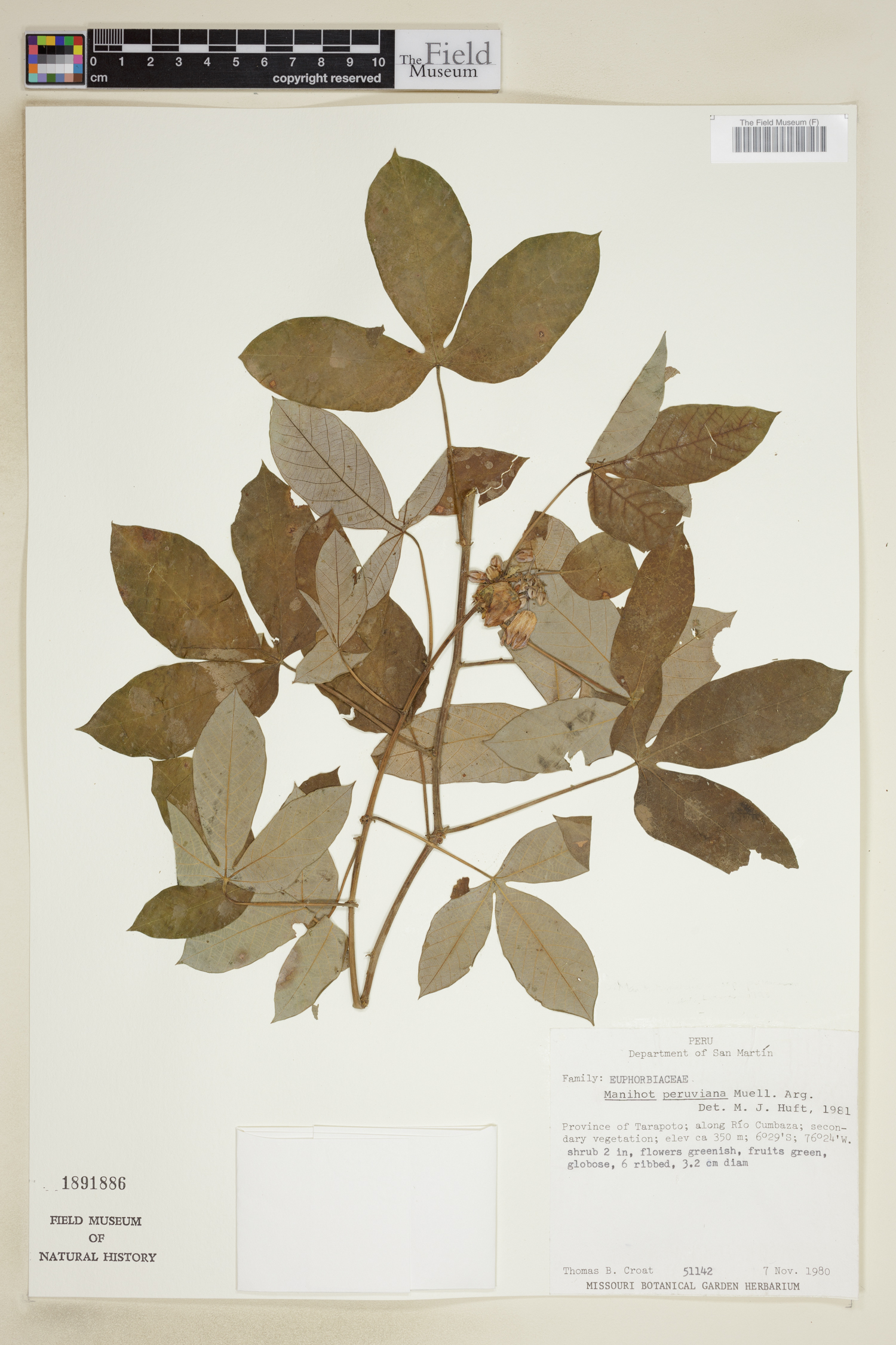 Manihot peruviana — photo