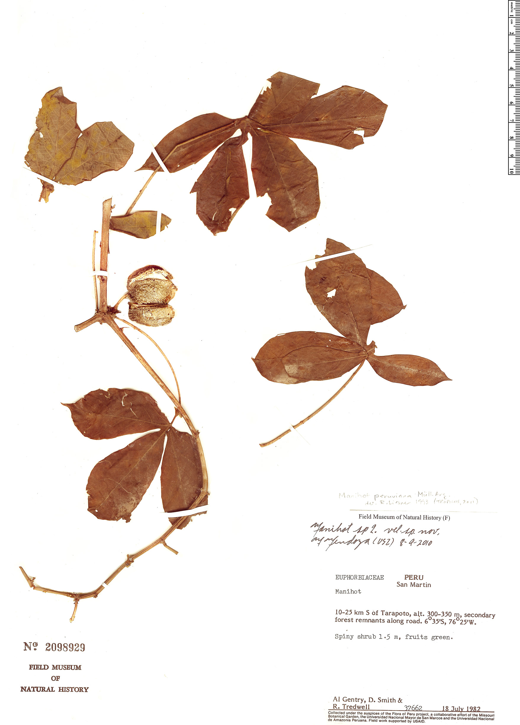 Manihot peruviana