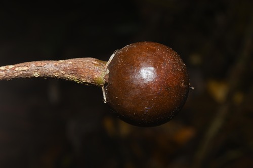 Manilkara bidentata (Common balata) — photo