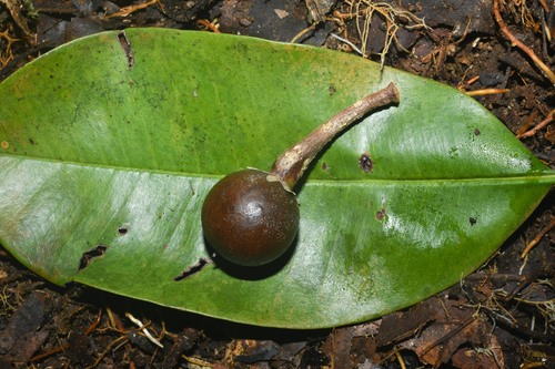 Manilkara bidentata (Common balata) — photo