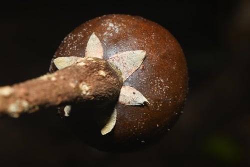 Manilkara bidentata
