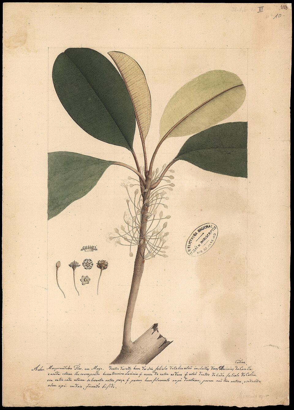 Manilkara elata
