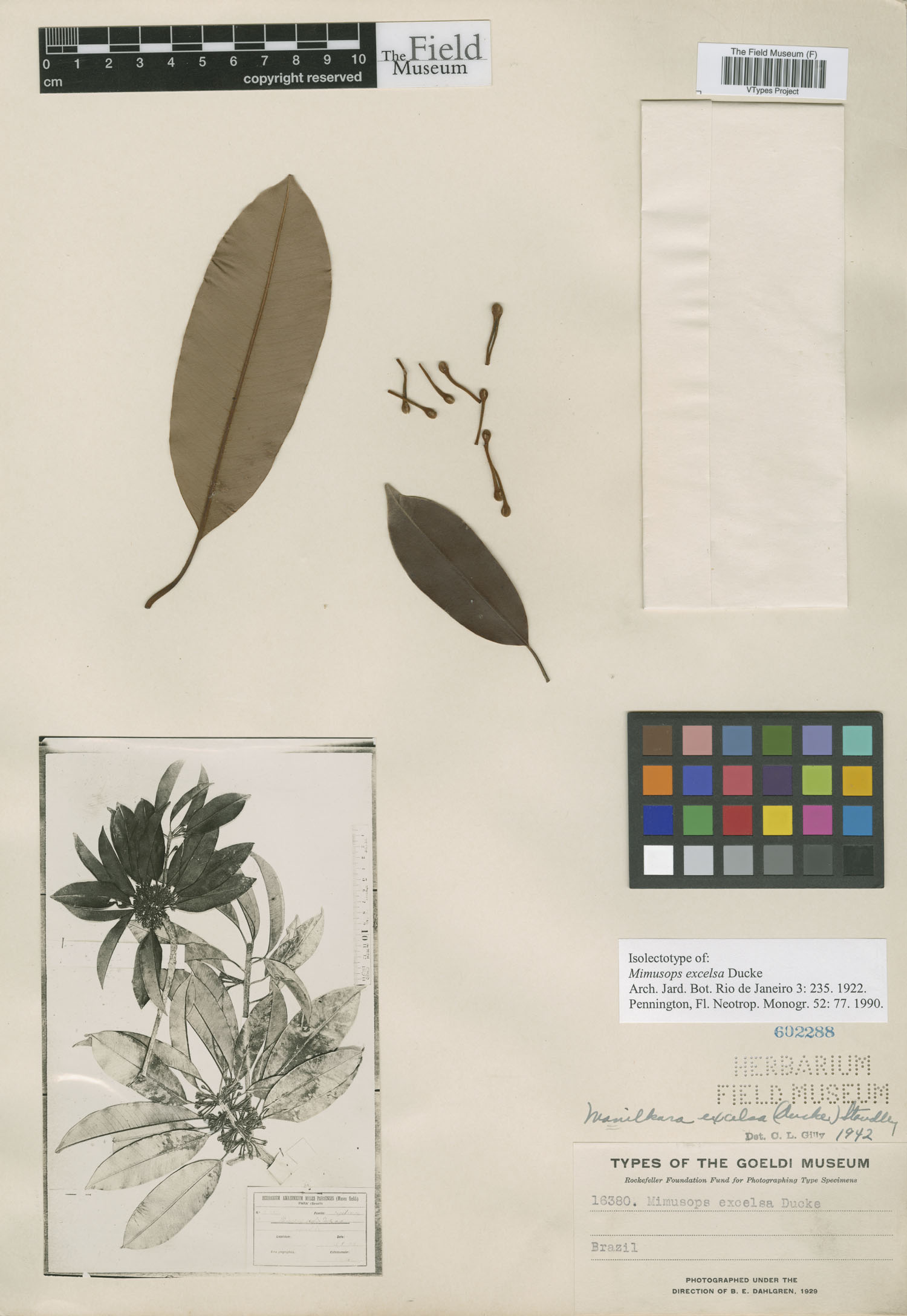 Manilkara excelsa — photo