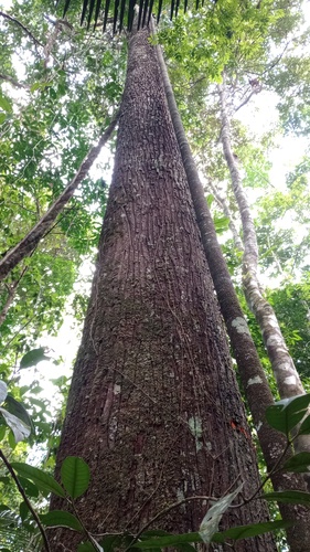 Manilkara huberi (Black balata) — photo