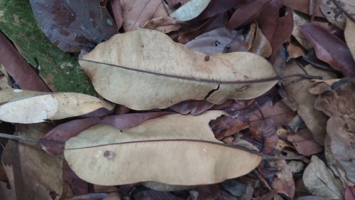 Manilkara huberi (Black balata) — photo