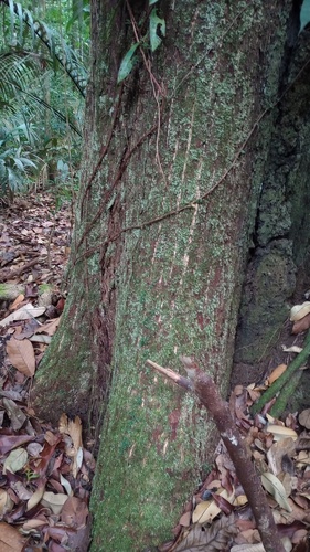 Manilkara huberi