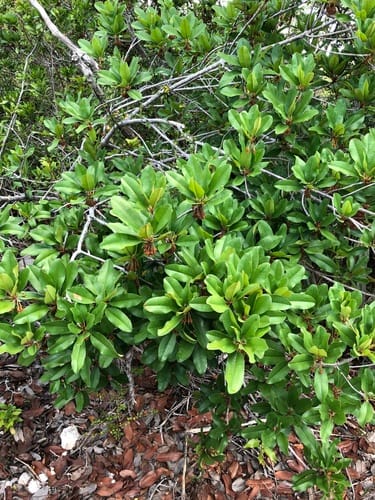 Manilkara jaimiqui (Jaimiqui) — photo