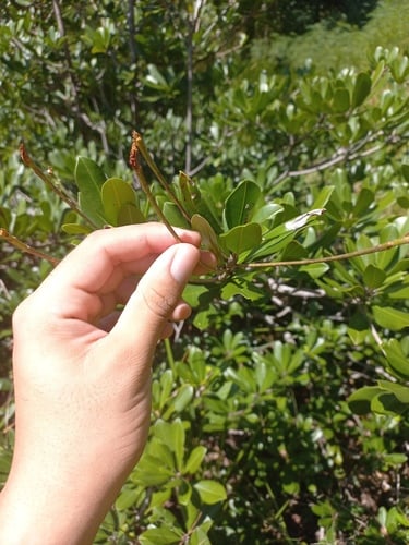 Manilkara salzmannii (Massaranduba) — photo