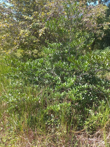 Manilkara salzmannii (Massaranduba) — photo