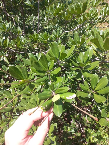 Manilkara salzmannii