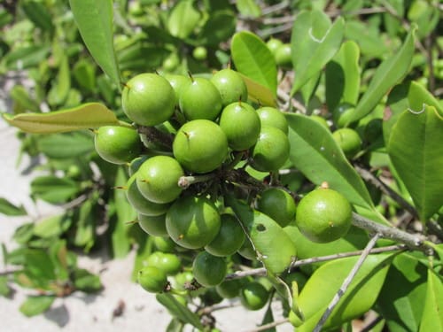 Manilkara subsericea (Massaranduba) — photo