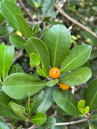 Manilkara subsericea