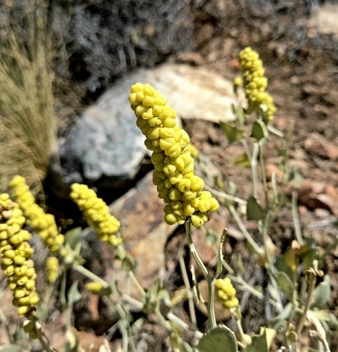 Manochlamys albicans (Spanspek soap bush) — photo