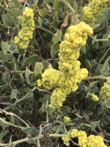 Manochlamys albicans