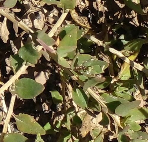 Manochlamys albicans (Spanspek soap bush) — photo