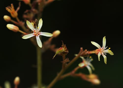 Manotes expansa — photo