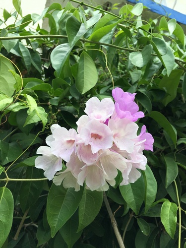 Mansoa alliacea (Garlic vine) — photo