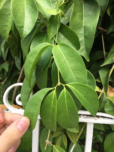 Mansoa alliacea (Garlic vine) — photo