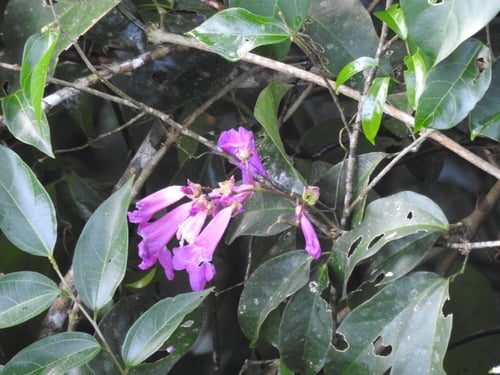 Mansoa alliacea