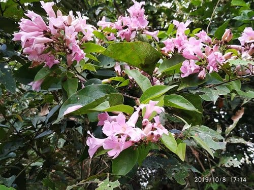 Mansoa hymenaea (Garlic vine) — photo