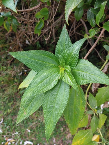 Maoutia setosa — photo