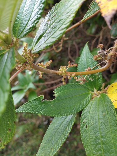 Maoutia setosa