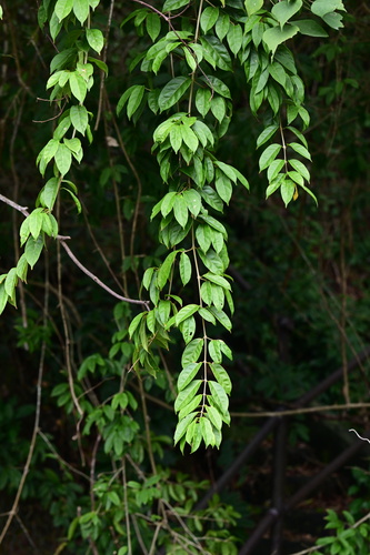 Mappianthus iodoides (Setting heart vine) — photo