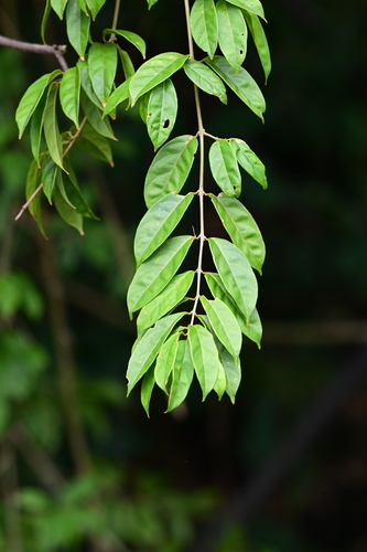 Mappianthus iodoides
