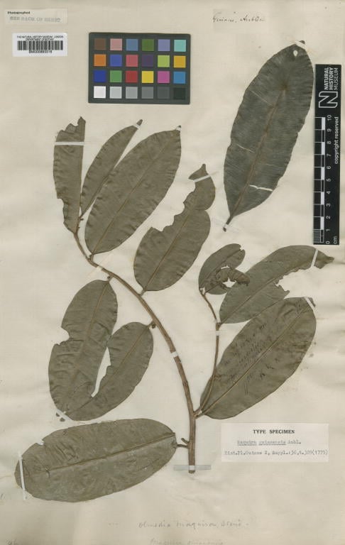 Maquira guianensis — photo