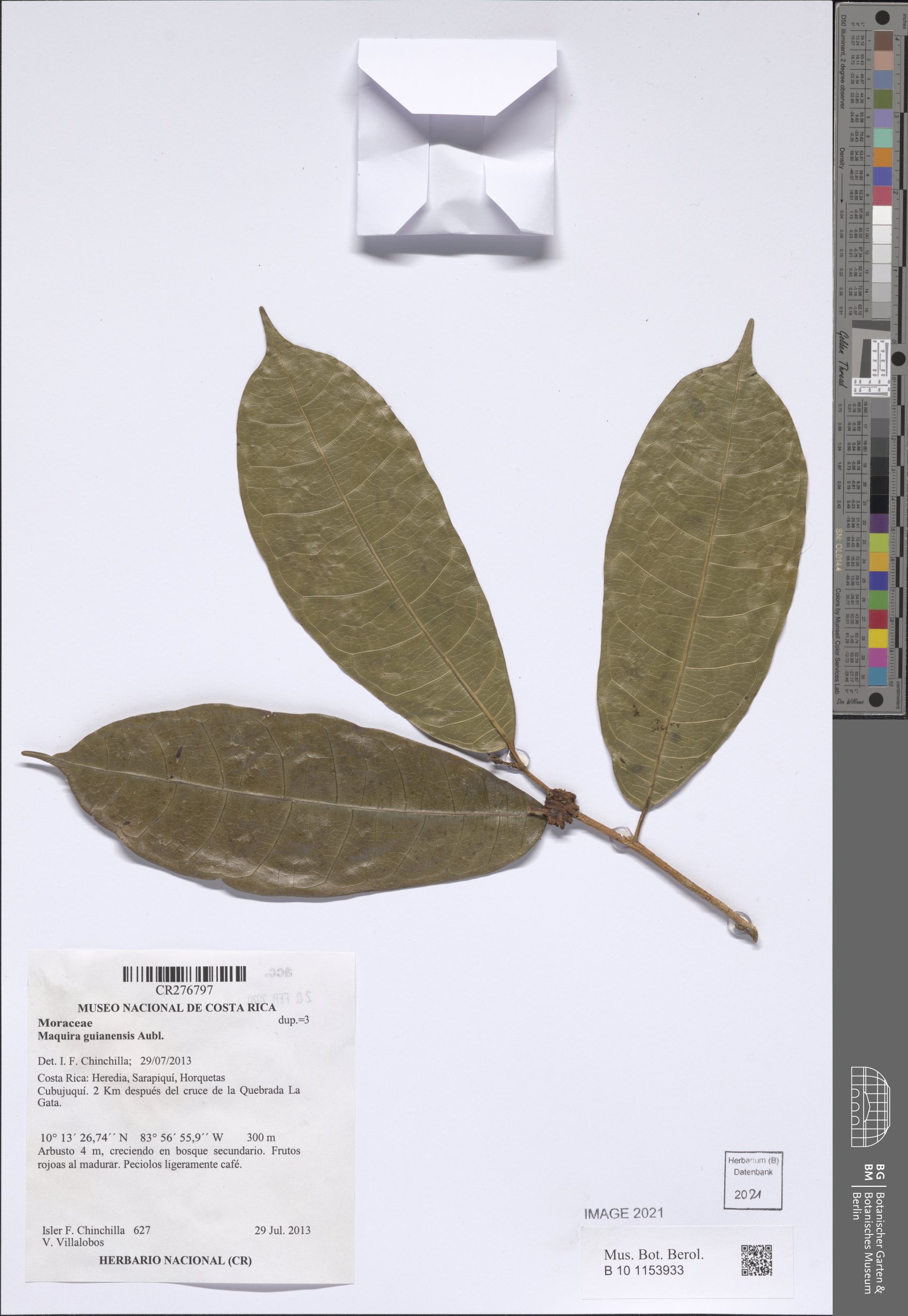 Maquira guianensis — photo