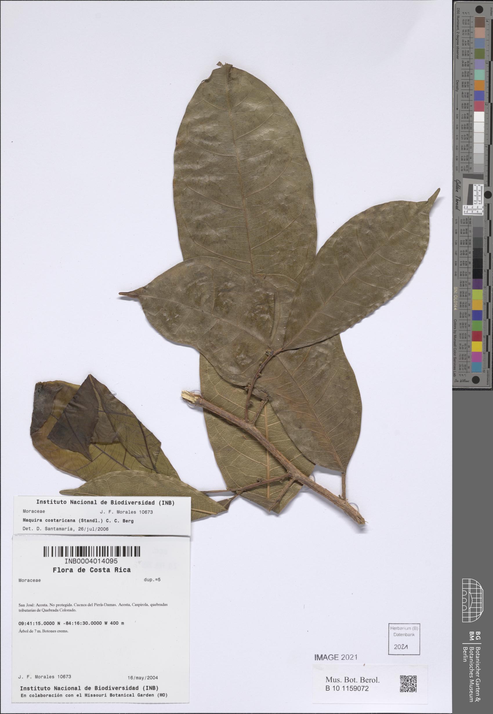 Maquira guianensis subsp. costaricana (Mutata) — photo