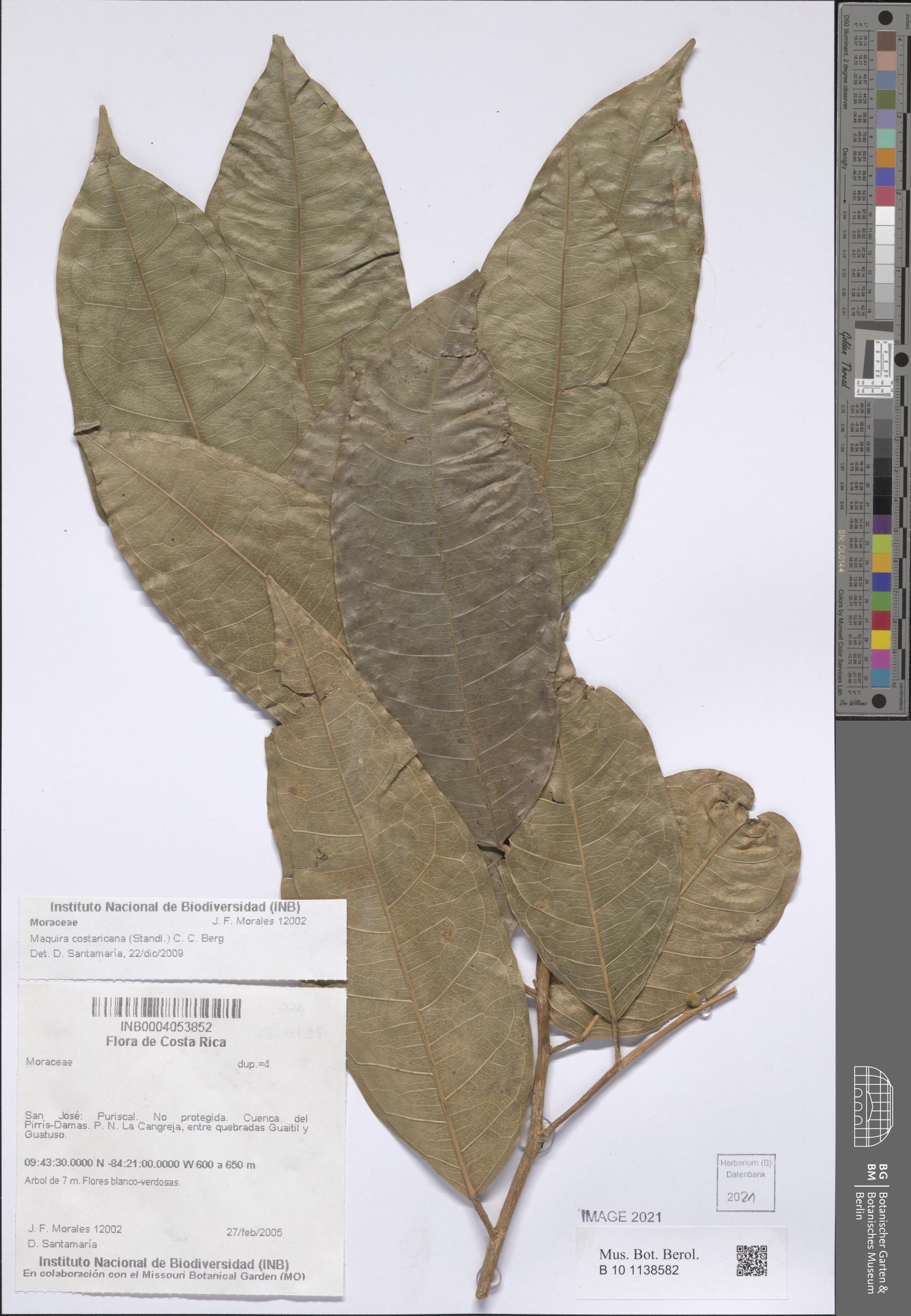 Maquira guianensis subsp. costaricana