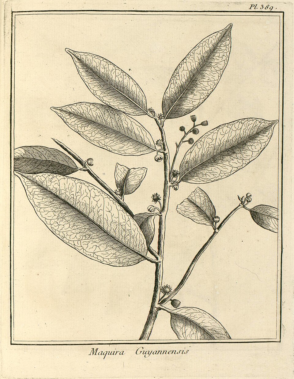 Maquira guianensis