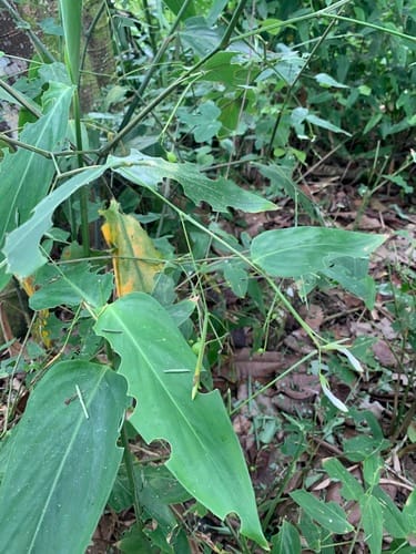 Maranta gibba — photo