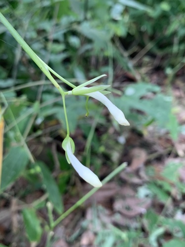 Maranta gibba