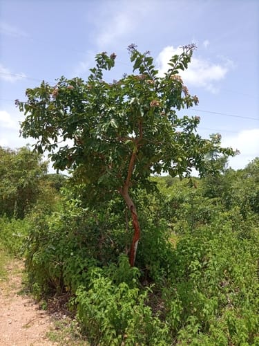 Maranthes polyandra — photo