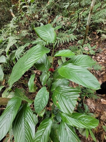 Marantochloa conferta — photo
