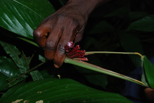 Marantochloa conferta