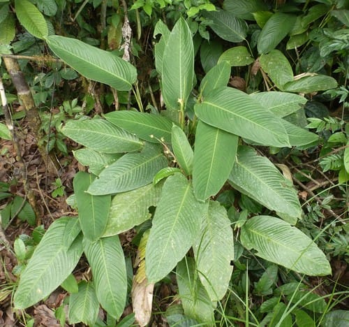 Marantochloa cuspidata — photo